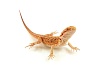 Бородатая агама "Normal Het Citrus" (Pogona vitticeps)