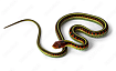 Калифорнийская краснобокая подвязочная змея (Thamnophis sirtalis infernalis)