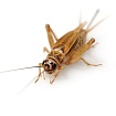 Домовой сверчок (Acheta domesticus) имаго - 2-2.5 см