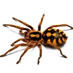 Птицеед (Hapalopus sp. "Columbia Gross")