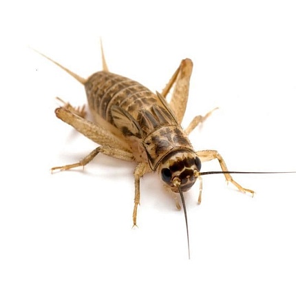 Домовой сверчок (Acheta domesticus) предимаго - 1.5-2 см от магазина ExoLife