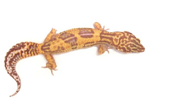 Эублефар Temper Albino