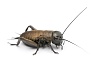 Сверчок двупятнистый (Gryllus bimaculatus) - 1.5-2.5 см