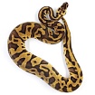 ПОД ЗАКАЗ: Королевский питон Python regius (Enchi Pastel Leopard)
