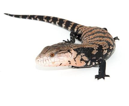 Синеязыкий сцинк (Tiliqua scincoides) от магазина ExoLife