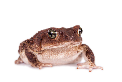 Карибские щитковые жабы (Peltophryne peltocephala) от магазина ExoLife