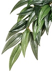 Тропическое растение EX Jungle Plants Рускус, 55х25см