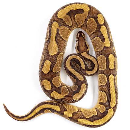 ПОД ЗАКАЗ: Королевский питон Python regius (Enchi Copper) от магазина ExoLife