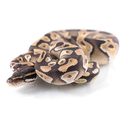 Королевский питон (Mojave) от магазина ExoLife