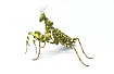 Богомол-скрипка (Gongylus gongylodes)