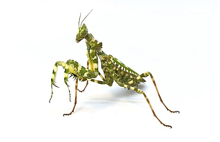 Богомол-скрипка (Gongylus gongylodes) от магазина ExoLife