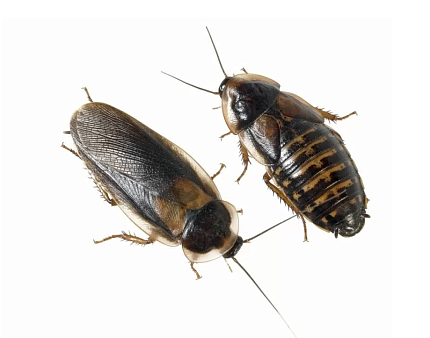 Аргентинский таракан (Blaptica dubia), крупный ~ 4 см от магазина ExoLife