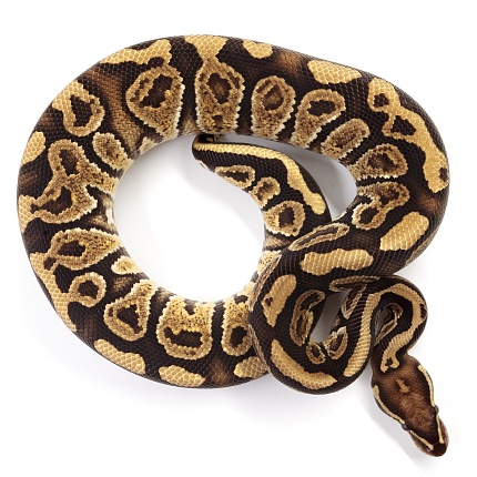 ПОД ЗАКАЗ: Королевский питон Python regius (Trick) от магазина ExoLife