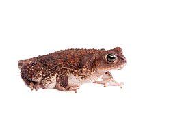 Карибские щитковые жабы (Peltophryne peltocephala)