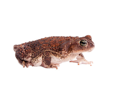 Карибские щитковые жабы (Peltophryne peltocephala) от магазина ExoLife