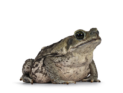 Жаба Ага (Rhinella marina) от магазина ExoLife