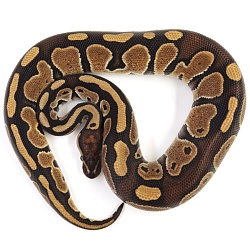 ПОД ЗАКАЗ: Королевский питон Python regius (Special)
