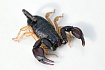 Итальянский скорпион (Euscorpius italicus)