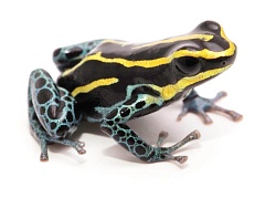 Пятнистый древолаз (Dendrobates tinctorius "Nominat")