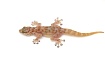 Вееропалый геккон (Ptyodactylus togoensis)