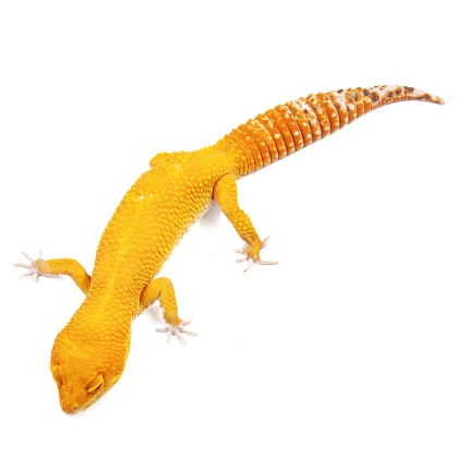 Эублефар Sunglow Tremper Albino от магазина ExoLife