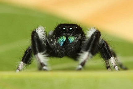 Королевский паук-скакун (Phidippus regius) от магазина ExoLife