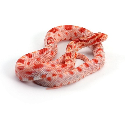Маисовый полоз (морфа Albino) от магазина ExoLife