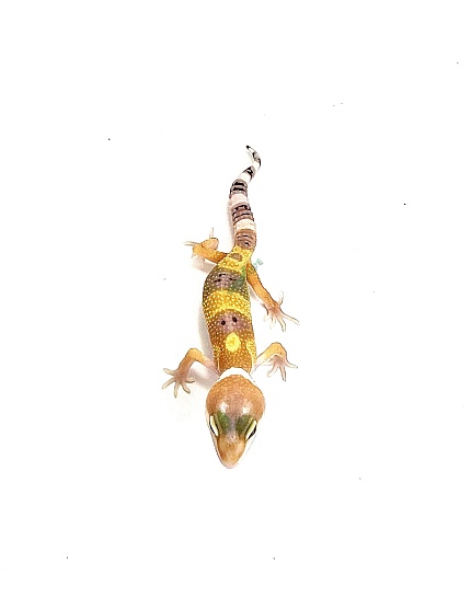 Эублефар Hypo Tangerine Tremper Albino от магазина ExoLife