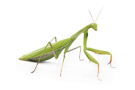 Африканский древесный богомол (Sphodromantis viridis) от магазина ExoLife