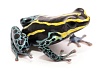 Пятнистый древолаз (Dendrobates tinctorius Cobalt)