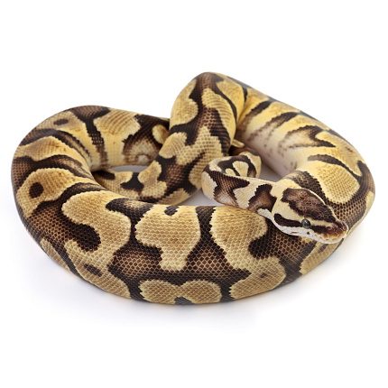 ПОД ЗАКАЗ: Королевский питон Python regius (Enchi Pastel Gravel) от магазина ExoLife