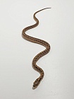 Узорчатый полоз (морфа Vipera)