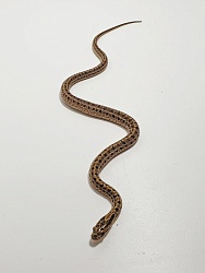 Узорчатый полоз (морфа Vipera)