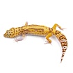 Эублефар Mack Snow Temper Albino Het Eclipse