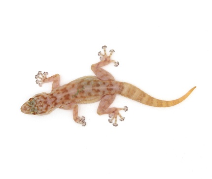 Вееропалый геккон (Ptyodactylus togoensis) от магазина ExoLife