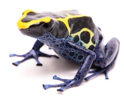 Пятнистый древолаз (Dendrobates tinctorius "Nominat") от магазина ExoLife