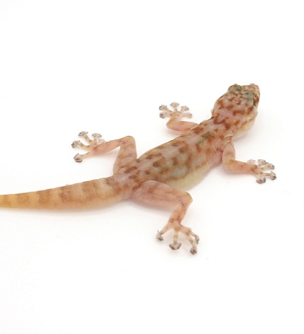 Вееропалый геккон (Ptyodactylus togoensis) от магазина ExoLife