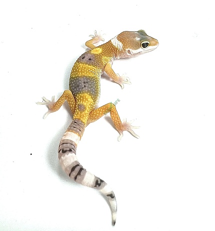 Эублефар Hypo Tangerine Tremper Albino от магазина ExoLife