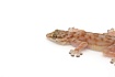 Вееропалый геккон (Ptyodactylus togoensis)