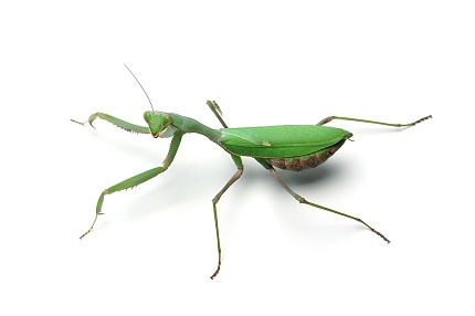 Африканский древесный богомол (Sphodromantis viridis) от магазина ExoLife