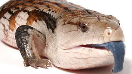 Синеязыкий сцинк (Tiliqua scincoides) от магазина ExoLife