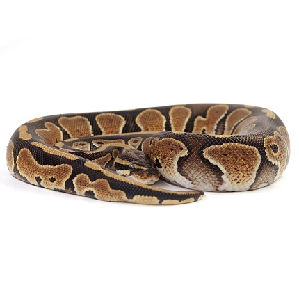 ПОД ЗАКАЗ: Королевский питон Python regius (Special) от магазина ExoLife