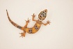 Эублефар Hypo Tangerine het Tremper Albino