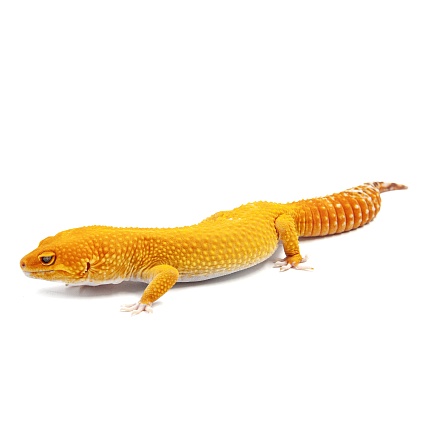 Эублефар Sunglow Tremper Albino от магазина ExoLife