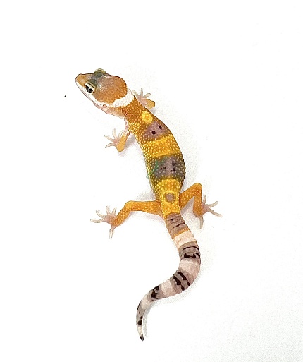 Эублефар Hypo Tangerine Tremper Albino от магазина ExoLife