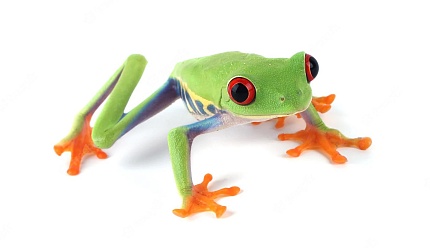 Красноглазая квакша (Agalychnis callidryas) от магазина ExoLife