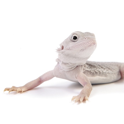 ПОД ЗАКАЗ: Бородатая агама "Zero Translucent" (Pogona vitticeps) от магазина ExoLife