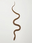 Узорчатый полоз (морфа Vipera)