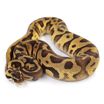 ПОД ЗАКАЗ: Королевский питон Python regius (Enchi Pastel Leopard) от магазина ExoLife