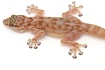 Вееропалый геккон (Ptyodactylus togoensis)